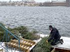 Två män sänker ner granar i ett hål i kajbalkongen