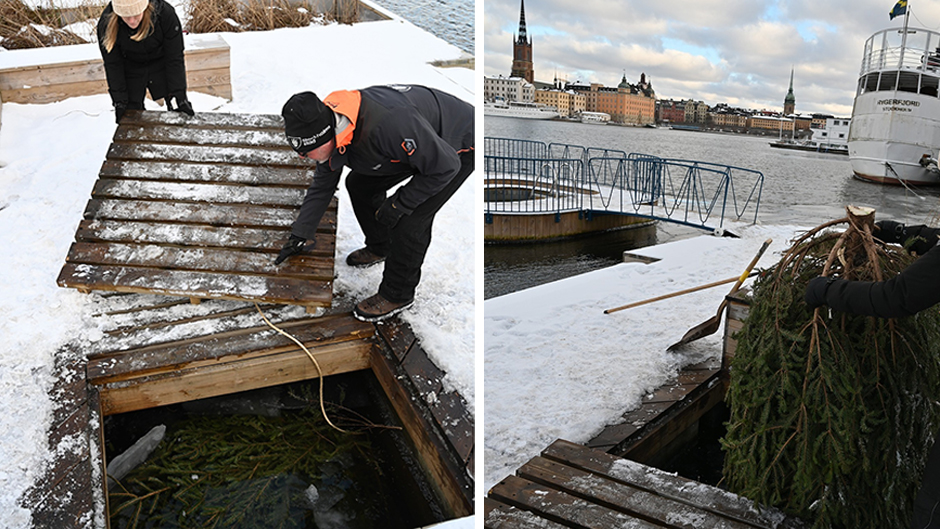Granar blir lekplats för fiskar